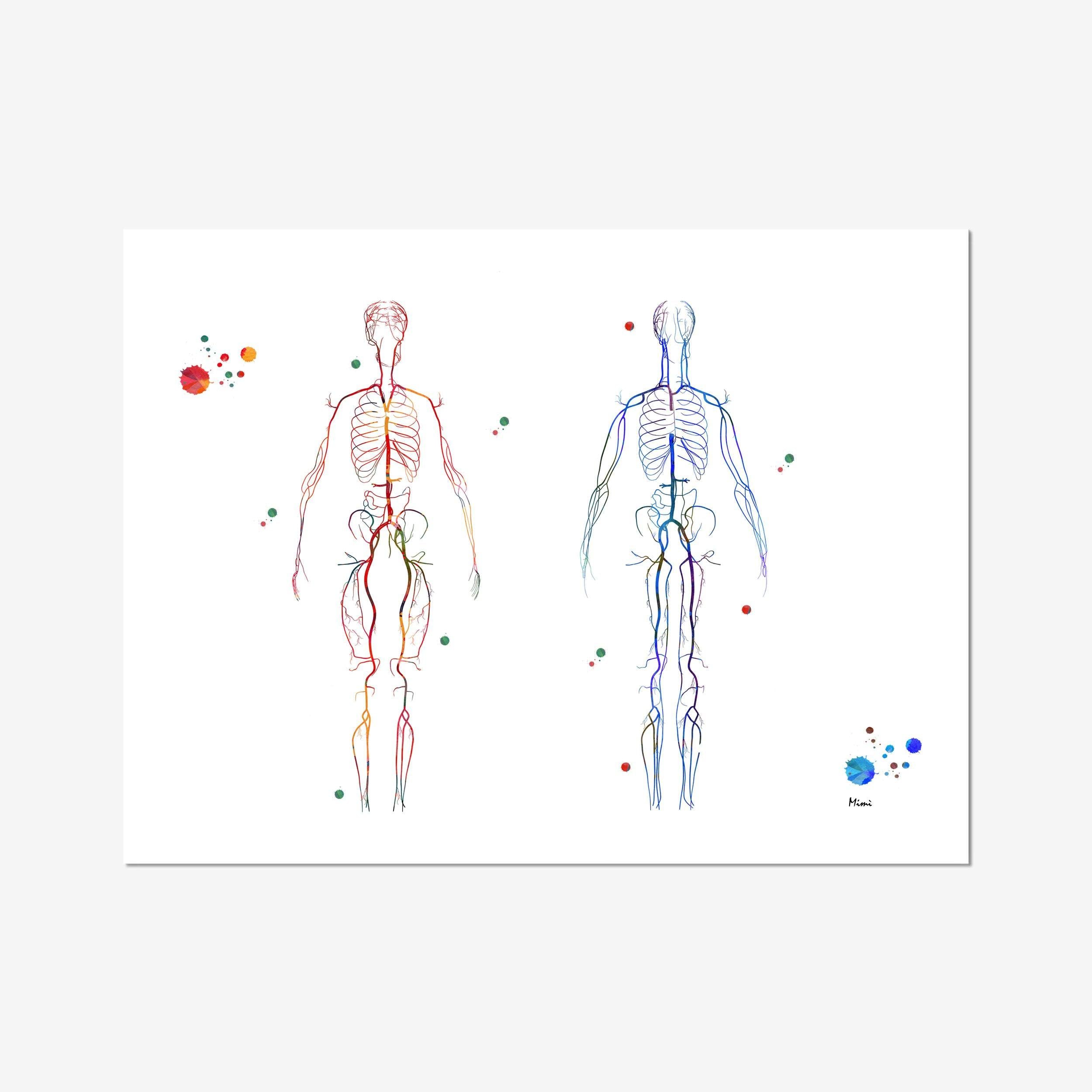 human venous system anatomy