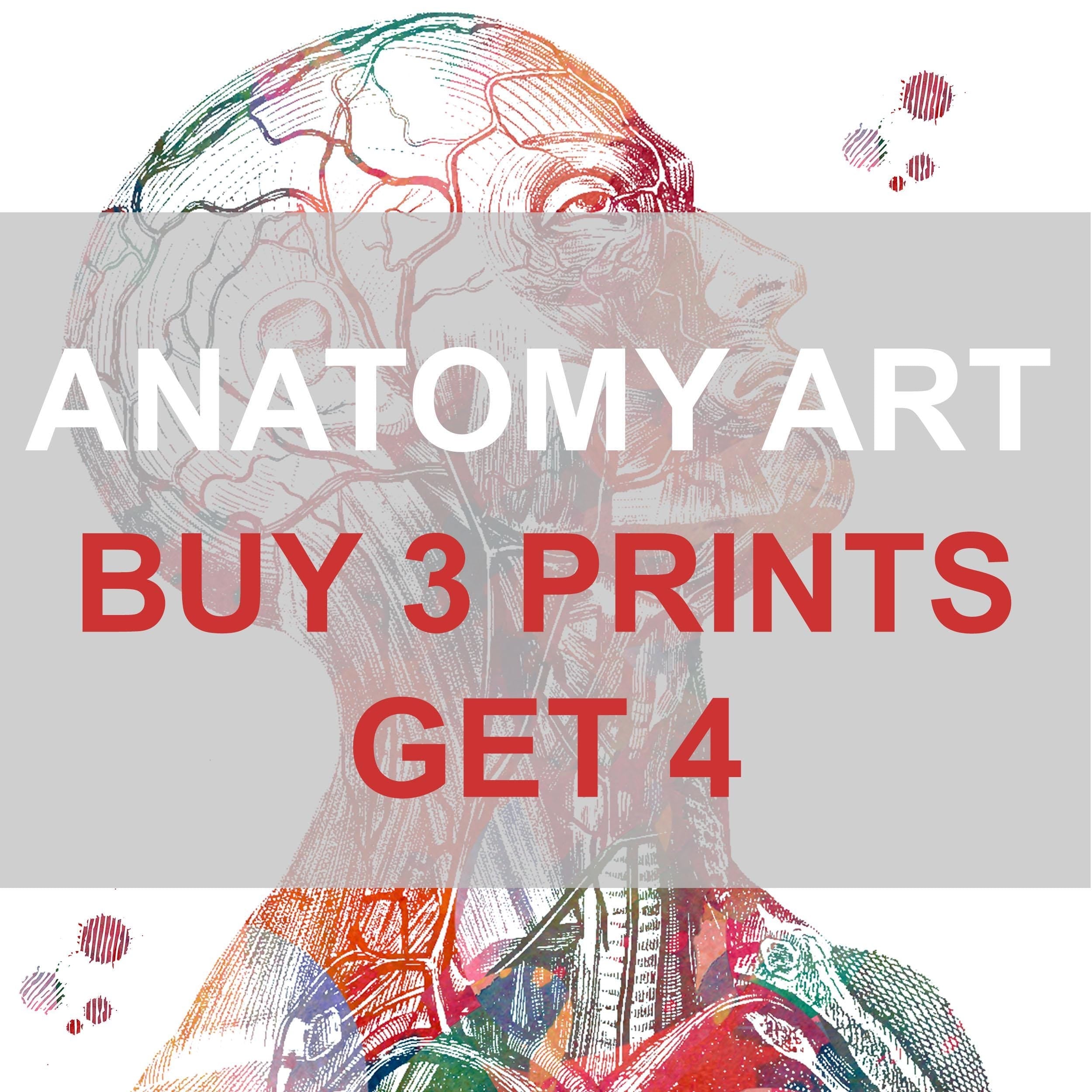 Anatomy Prints Sets