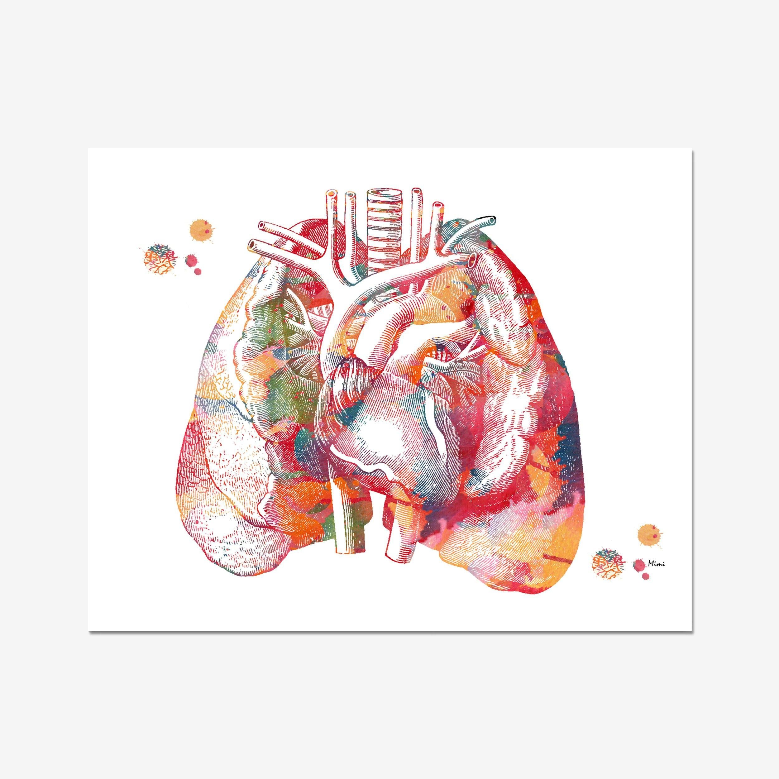 lungs and heart anatomy