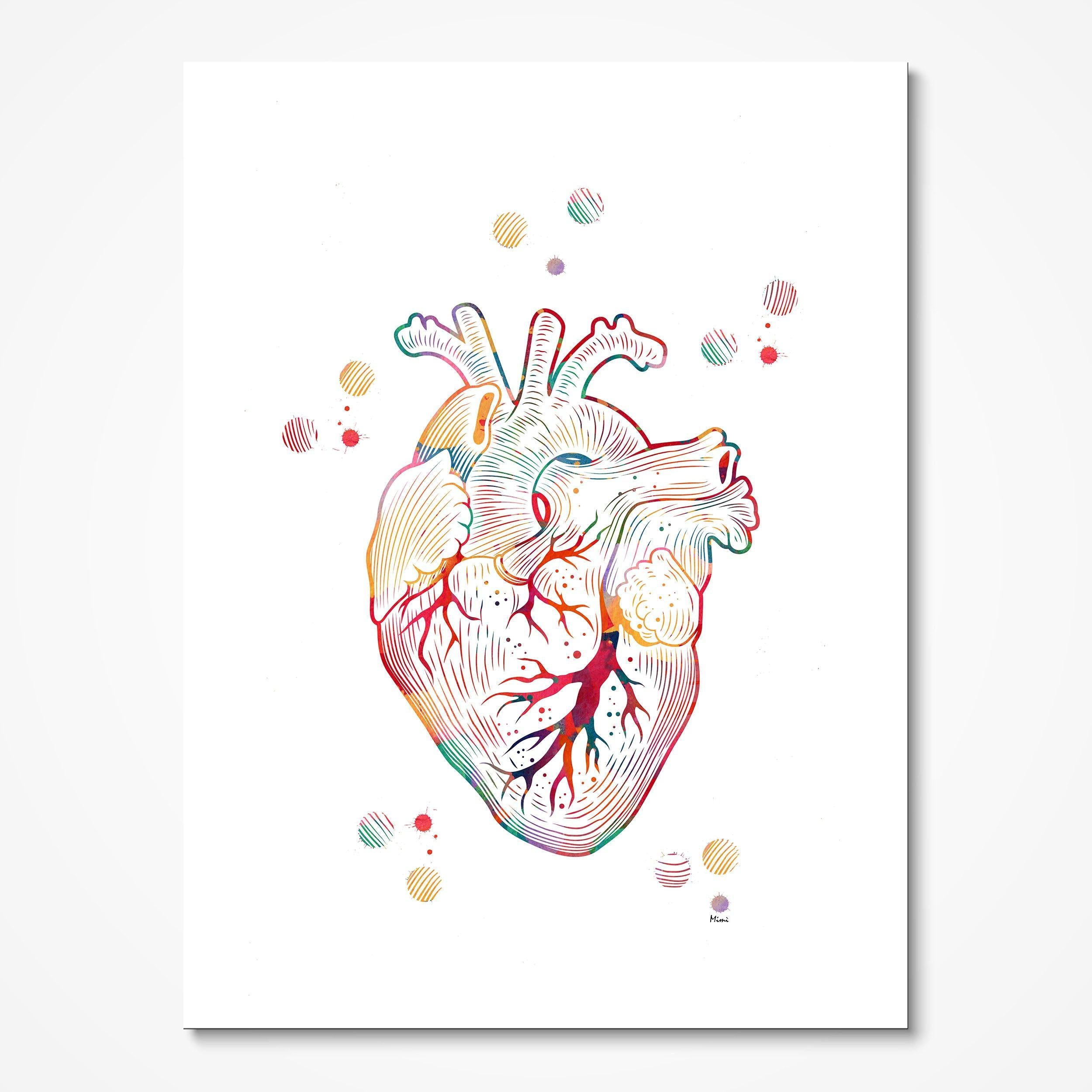 anatomical heart illustration